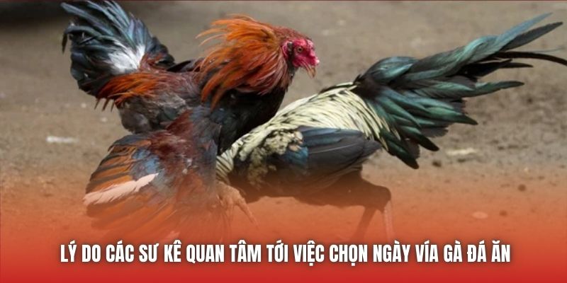 Lý do các sư kê quan tâm tới việc chọn ngày vía gà đá ăn