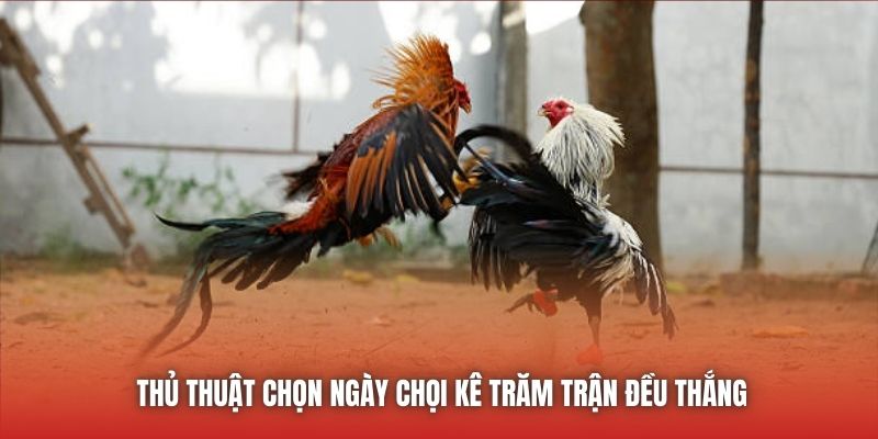 Thủ thuật chọn ngày chọi kê trăm trận đều thắng